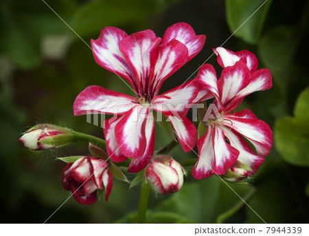 Pelargonium flowers Pelargonium flowers 7944339