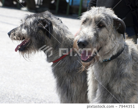 Irish wolfhound dogs Irish wolfhound dogs 7944351