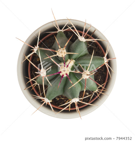 Little prickly cactus in a flower pot on a white background Little prickly cactus in a flower pot on a white background 7944352