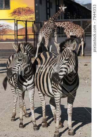 Two zebras and two giraffes 7944353
