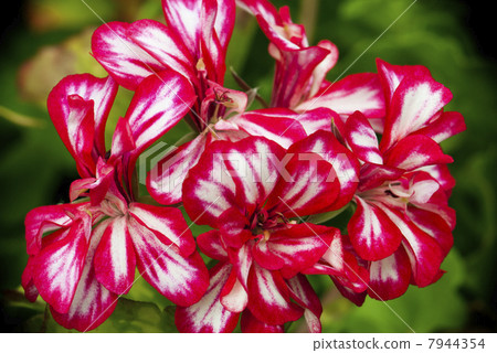 Flowering geranium 7944354