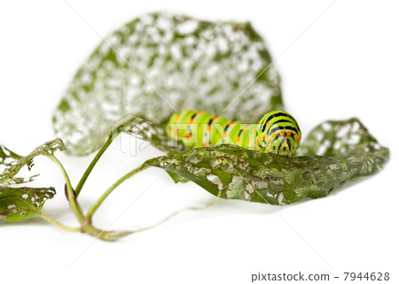 Caterpillar and chewed leaves Caterpillar and chewed leaves 7944628