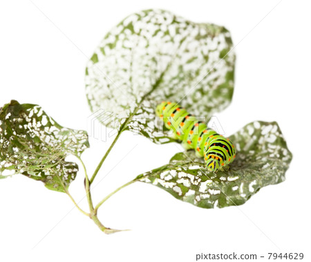 Pest and damaged leaves 7944629