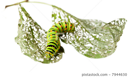 Caterpillar crawl across leaf 7944630