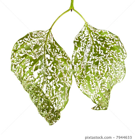 Macro of Leaves chewed by vermin Macro of Leaves chewed by vermin 7944633