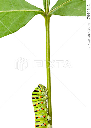 macro of caterpillar on stem macro of caterpillar on stem 7944641