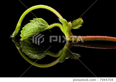 Strawberry sprout on black reflective plane 7944704