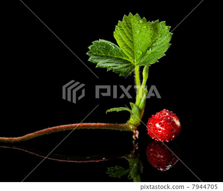 Strawberry sprout and ripe berry 7944705
