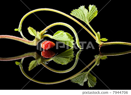 Strawberry sprouts on black reflective plane 7944706