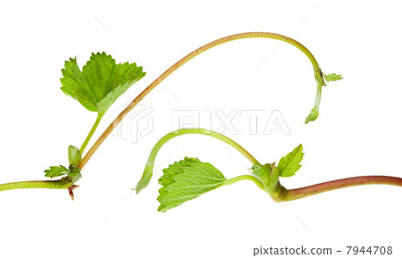 Strawberry growing sprouts composition 7944708