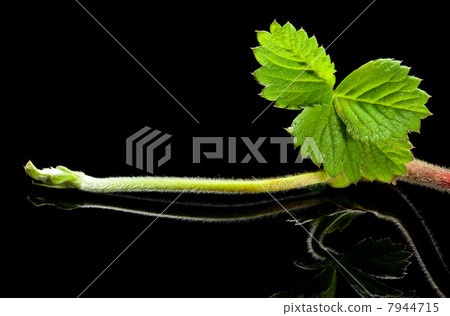 Strawberry growing sprout 7944715