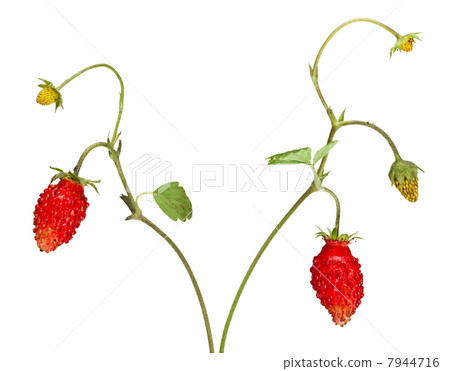 Strawberry sprouts 7944716