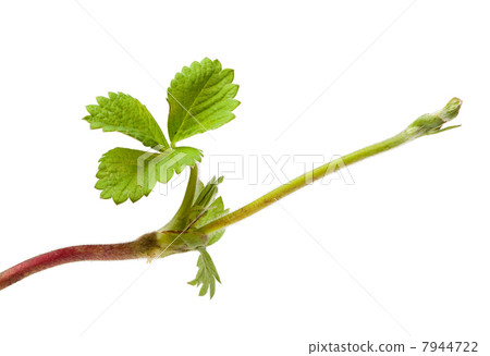 Strawberry growing sprout 7944722