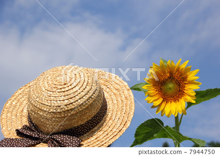 Sunflower and Straw Hat Sunflower and Straw Hat 7944750