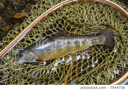 Brook trout Brook trout 7944786