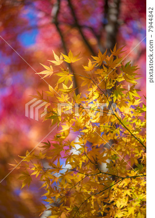 Autumn leaves on the banks of Kawaguchiko Autumn leaves on the banks of Kawaguchiko 7944842
