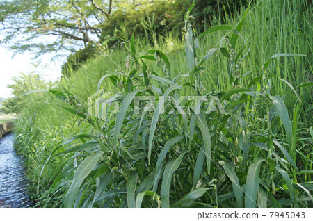 Juzudama Juzudama 7945043