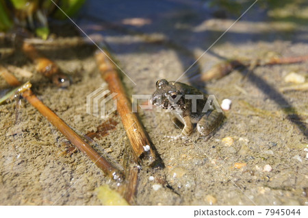 Frog frog Frog frog 7945044