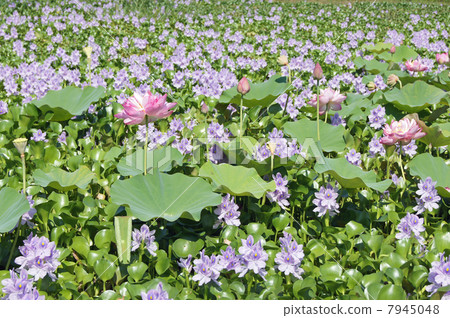 Lotto and water hyacinth 7945048