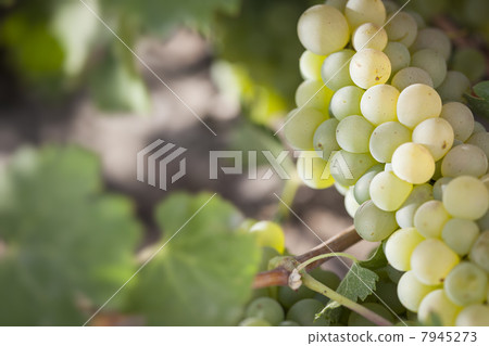 Lush White Grape Bushels Vineyard in The Morning Sun 7945273