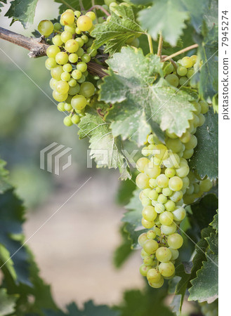 Lush White Grape Bushels Vineyard in The Morning Sun Lush White Grape Bushels Vineyard in The Morning Sun 7945274