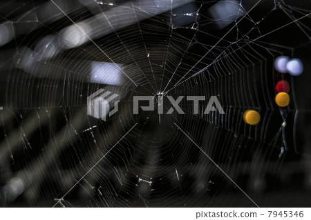 Spider web 2 Spider web 2 7945346