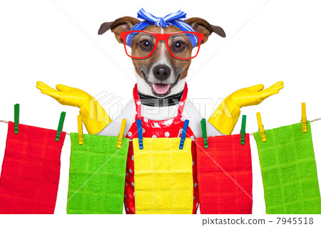 housewife dog housewife dog 7945518