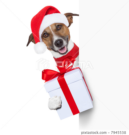 hello goodbye christmas dog hello goodbye christmas dog 7945538