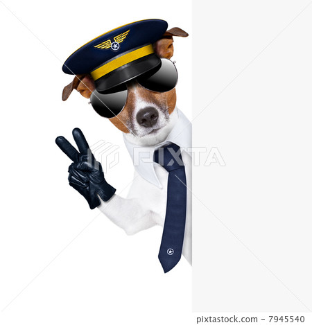 pilot dog pilot dog 7945540