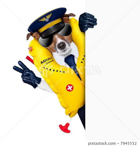 pilot dog 7945552