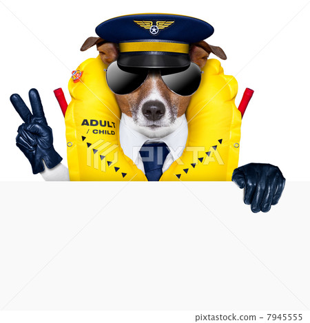 pilot dog pilot dog 7945555
