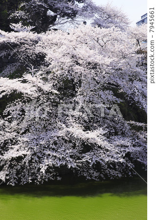 在Chidorigafuchi,東京的櫻花 在Chidorigafuchi,東京的櫻花 7945661