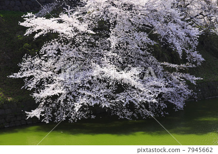 在Chidorigafuchi,東京的櫻花 在Chidorigafuchi,東京的櫻花 7945662