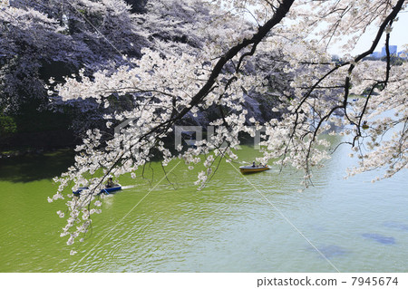 Cherry blossoms at Chidorigafuchi, Tokyo 7945674