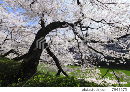 Cherry blossoms at Chidorigafuchi, Tokyo Cherry blossoms at Chidorigafuchi, Tokyo 7945675