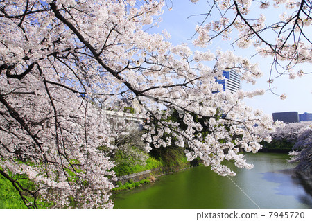 Cherry blossoms at Chidorigafuchi, Tokyo 7945720