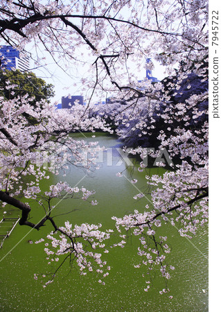 Cherry blossoms at Chidorigafuchi, Tokyo 7945722