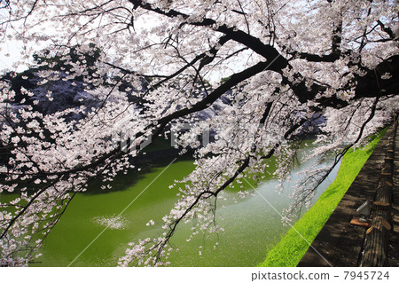 Cherry blossoms at Chidorigafuchi, Tokyo Cherry blossoms at Chidorigafuchi, Tokyo 7945724