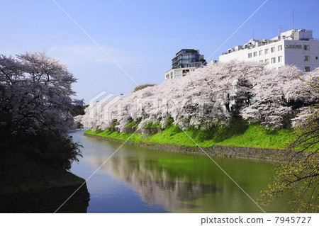 Cherry blossoms at Chidorigafuchi, Tokyo 7945727