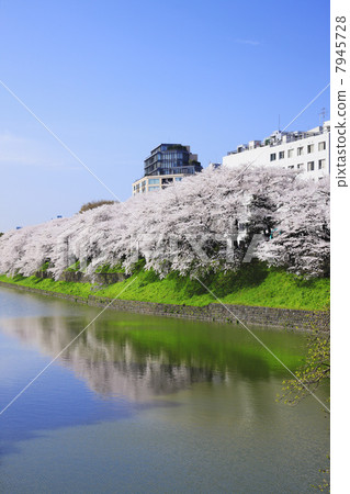 Cherry blossoms at Chidorigafuchi, Tokyo 7945728