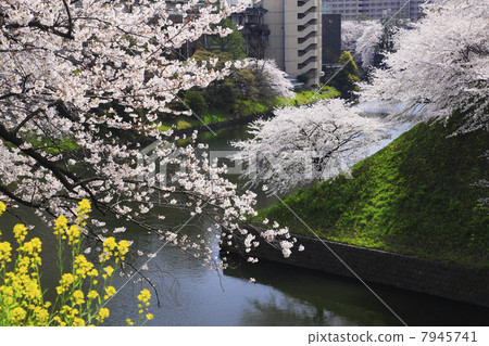 Cherry blossoms at the Imperial Palace / Cattle 7945741