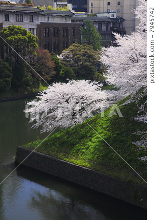 Cherry blossoms at the Imperial Palace / Cattle 7945742