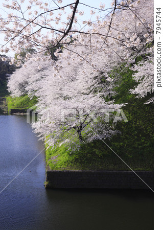 Cherry blossoms at the Imperial Palace / Cattle 7945744