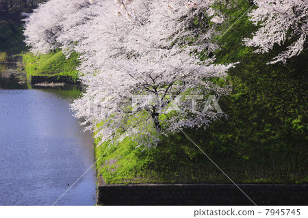 Cherry blossoms at the Imperial Palace / Cattle 7945745