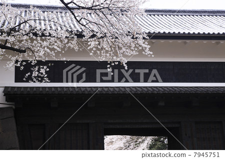 東京Edo-ji Tadanomon的櫻花 7945751