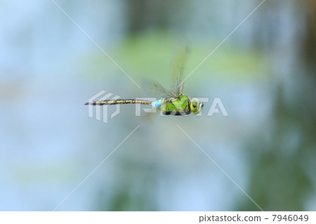 Ginyangma patrolling territory 7946049