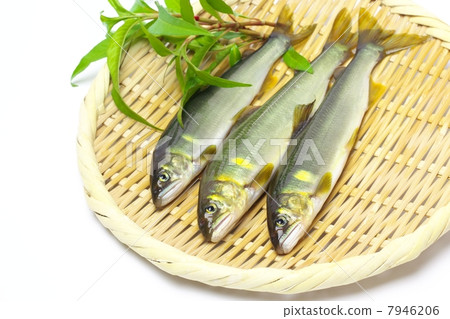 新鮮的天然香魚 7946206