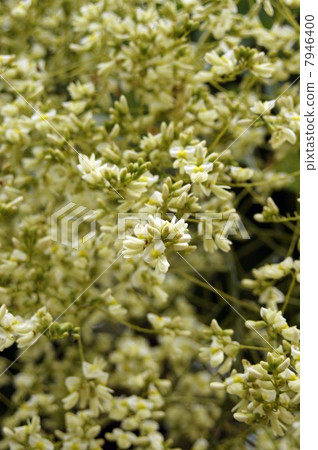 Flower of the fern shoots which started to bloom 7946400