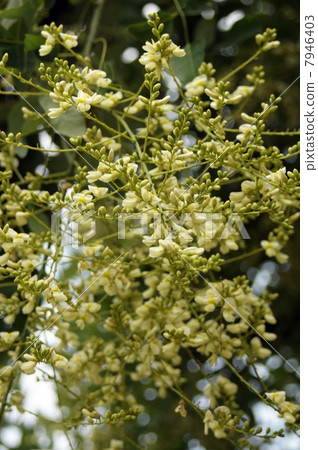 Flower of the fern shoots which started to bloom 7946403