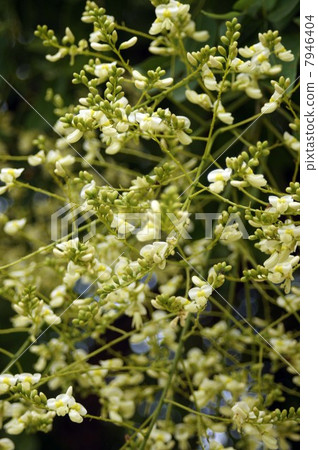 Flower of the fern shoots which started to bloom 7946404